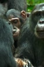 Chimp Empire Season 1 Episode 3