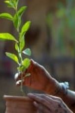 Saas, Bahu Aur Flamingo Season 1 Episode 3